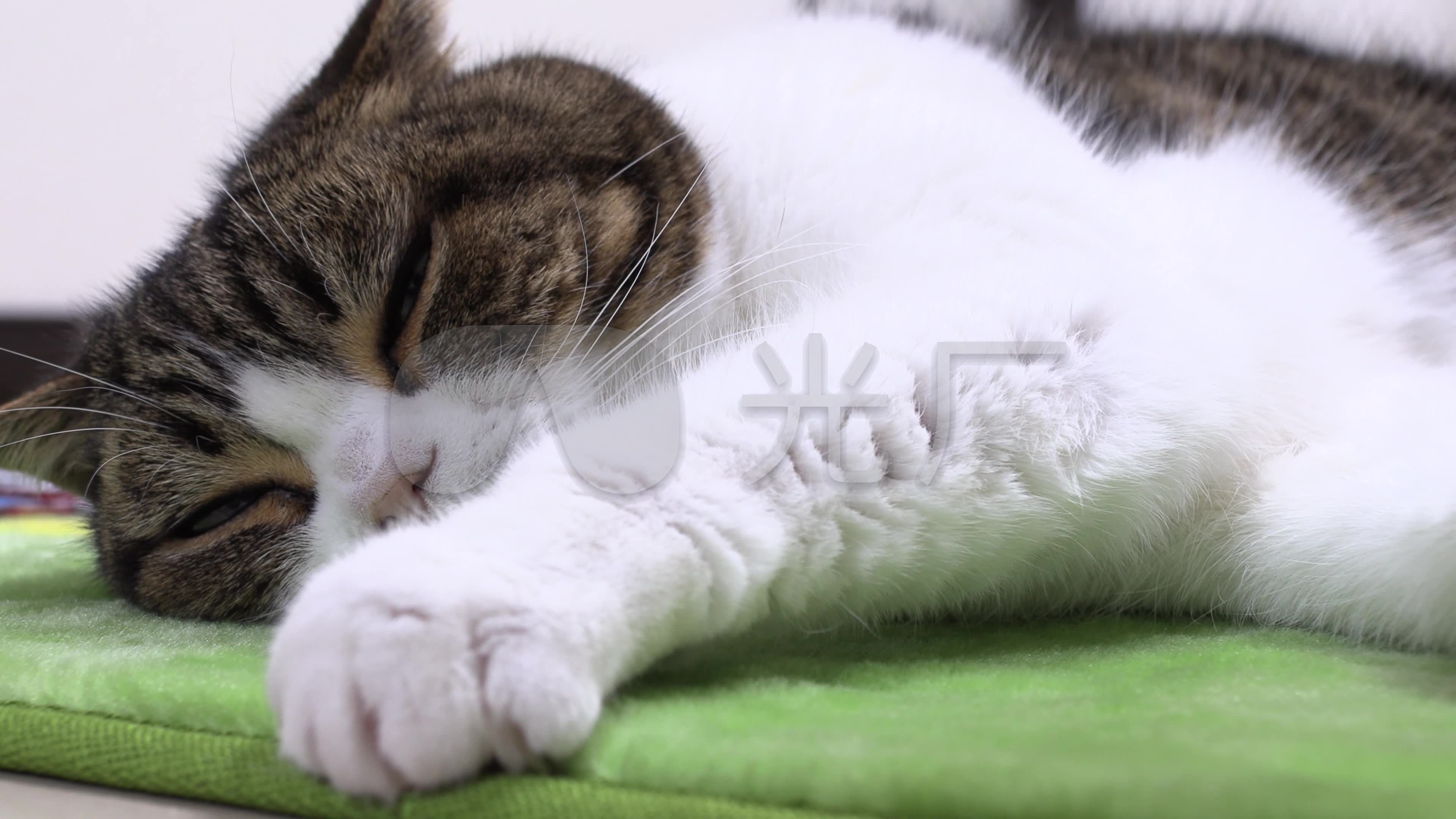 可爱猫咪睡觉起床4k_3840x2160_高清视频素材下载(编号:3140091)_实拍