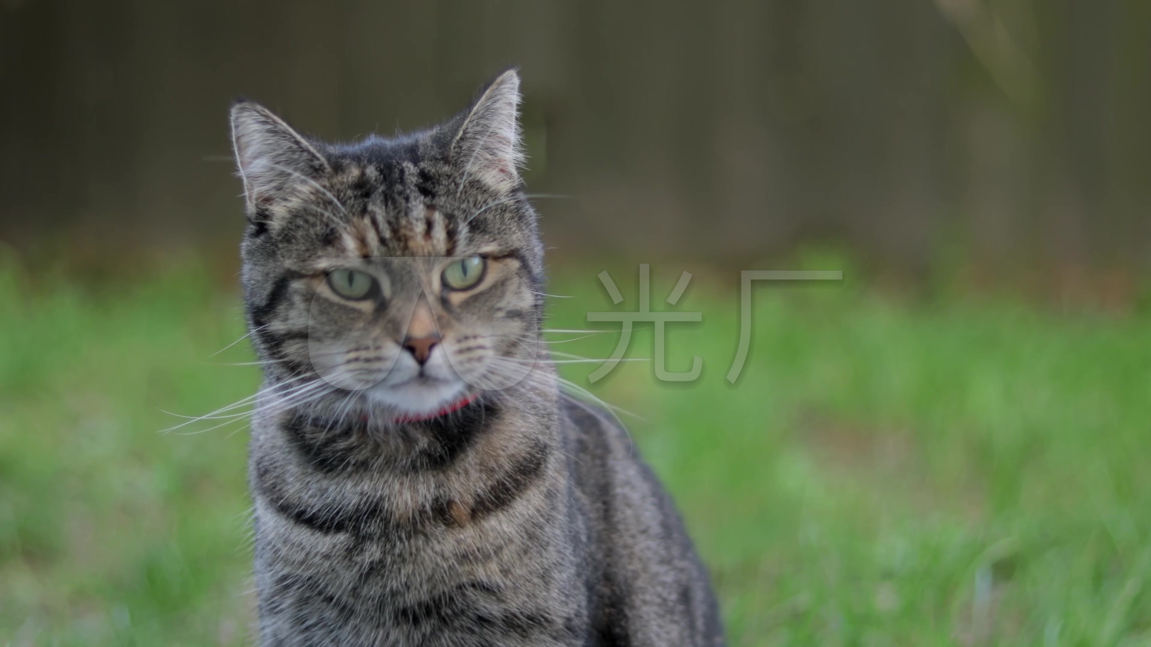 【4k】猫咪狸花猫唯美特写萌宠可爱_3840x2160_高清