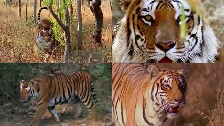 吊睛白额大虎老虎猛虎森林之王百兽之王大老虎凶猛 【声明】vj师网