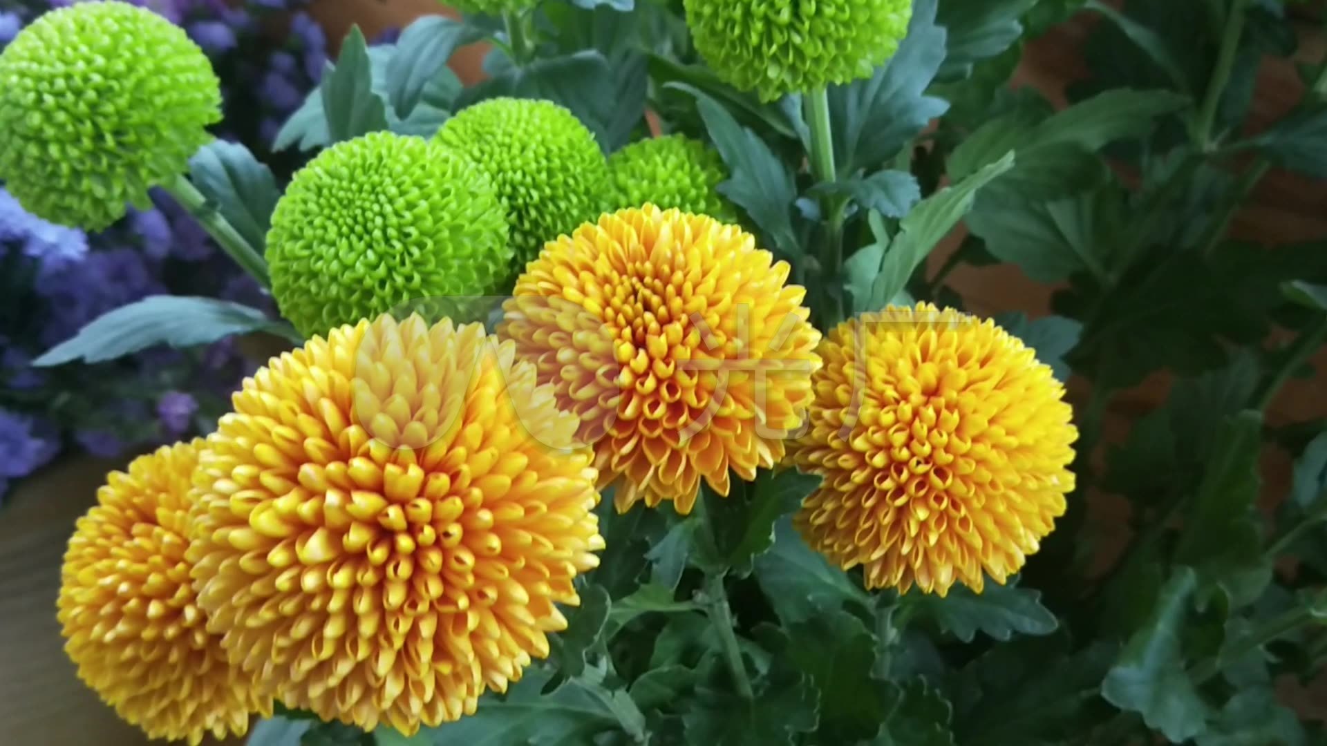 美丽的乒乓菊