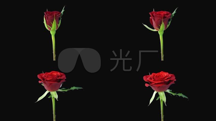 玫瑰花开花谢开花过程