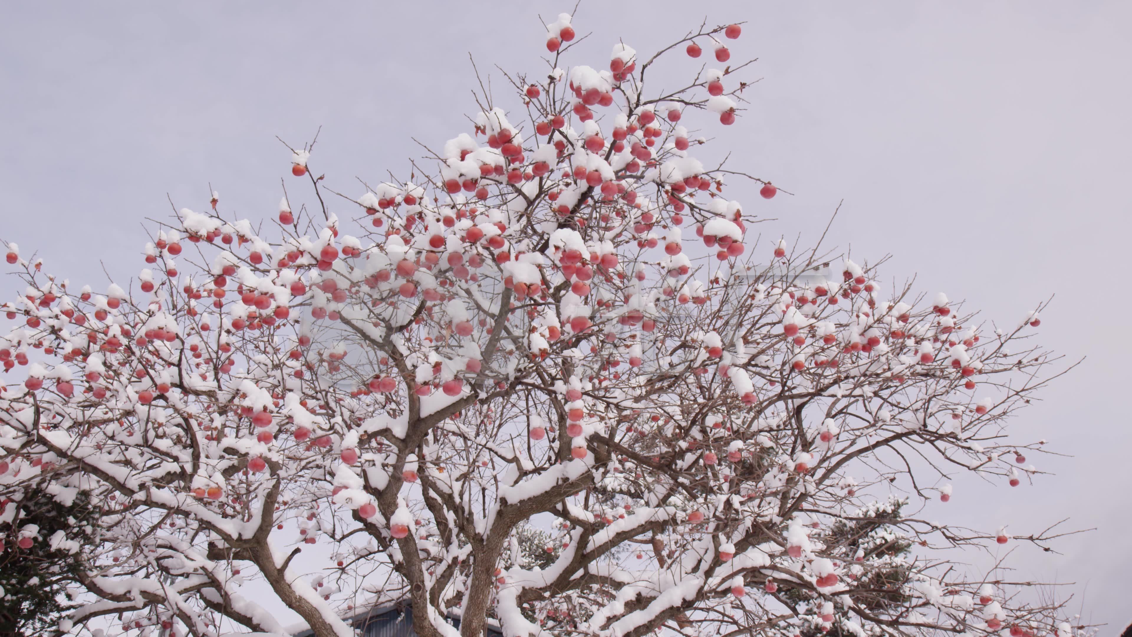 【4k】冬天雪压柿子树柿子成熟镜头_3840x2160_高清
