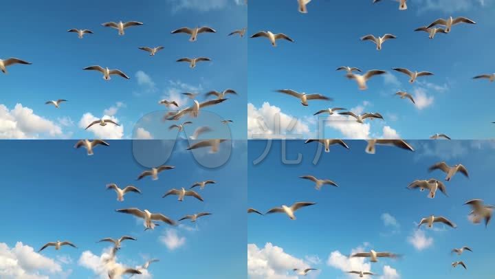 海鸟蓝天白云海鸥飞翔
