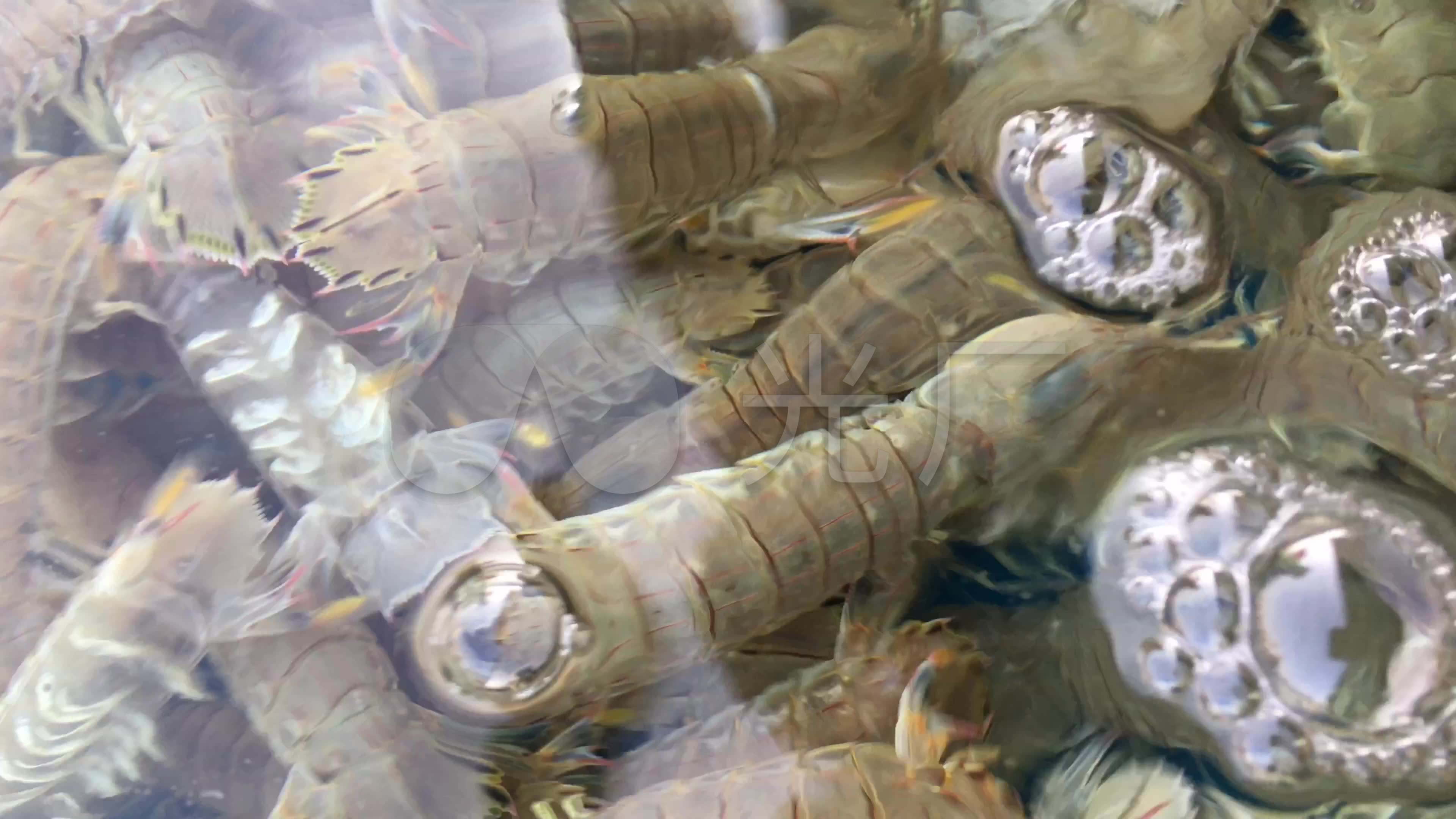 美食海鲜皮皮虾_3840x2160_高清视频素材下载(编号:)