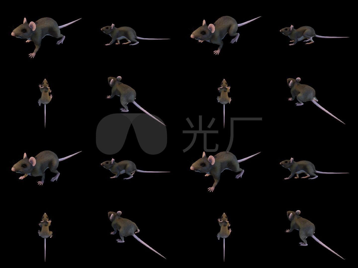3d老鼠多视角跑动的老鼠循环视频