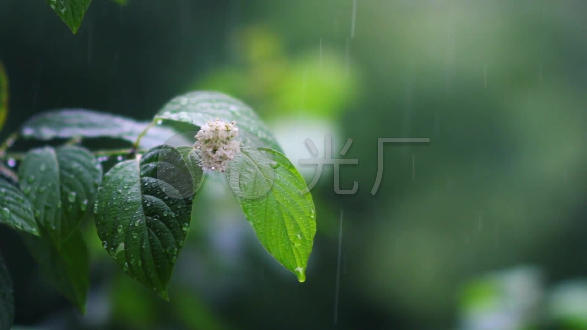 实拍唯美下雨天雨中风光_1920x1080_高清视频素材下载