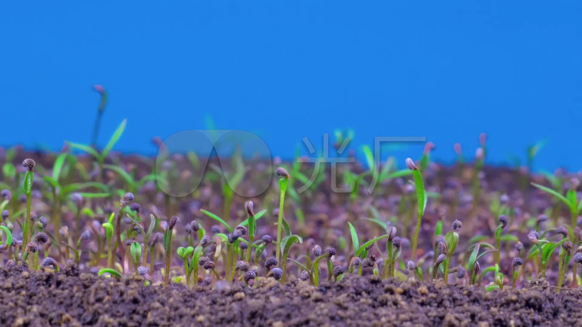 高清罂粟植物小草生长发芽破土而出动画2_1920x1080