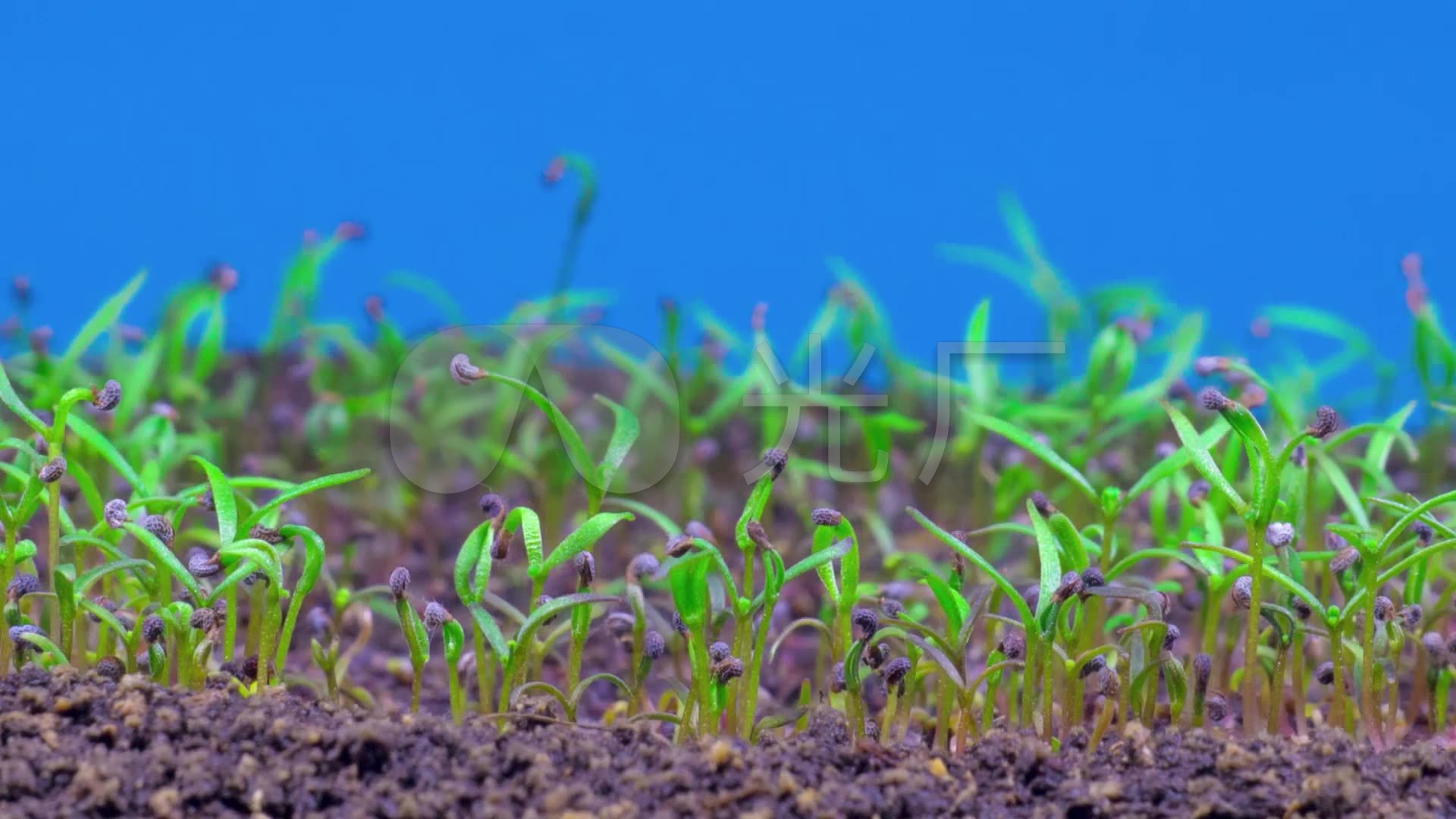 高清罂粟植物小草生长发芽破土而出动画2
