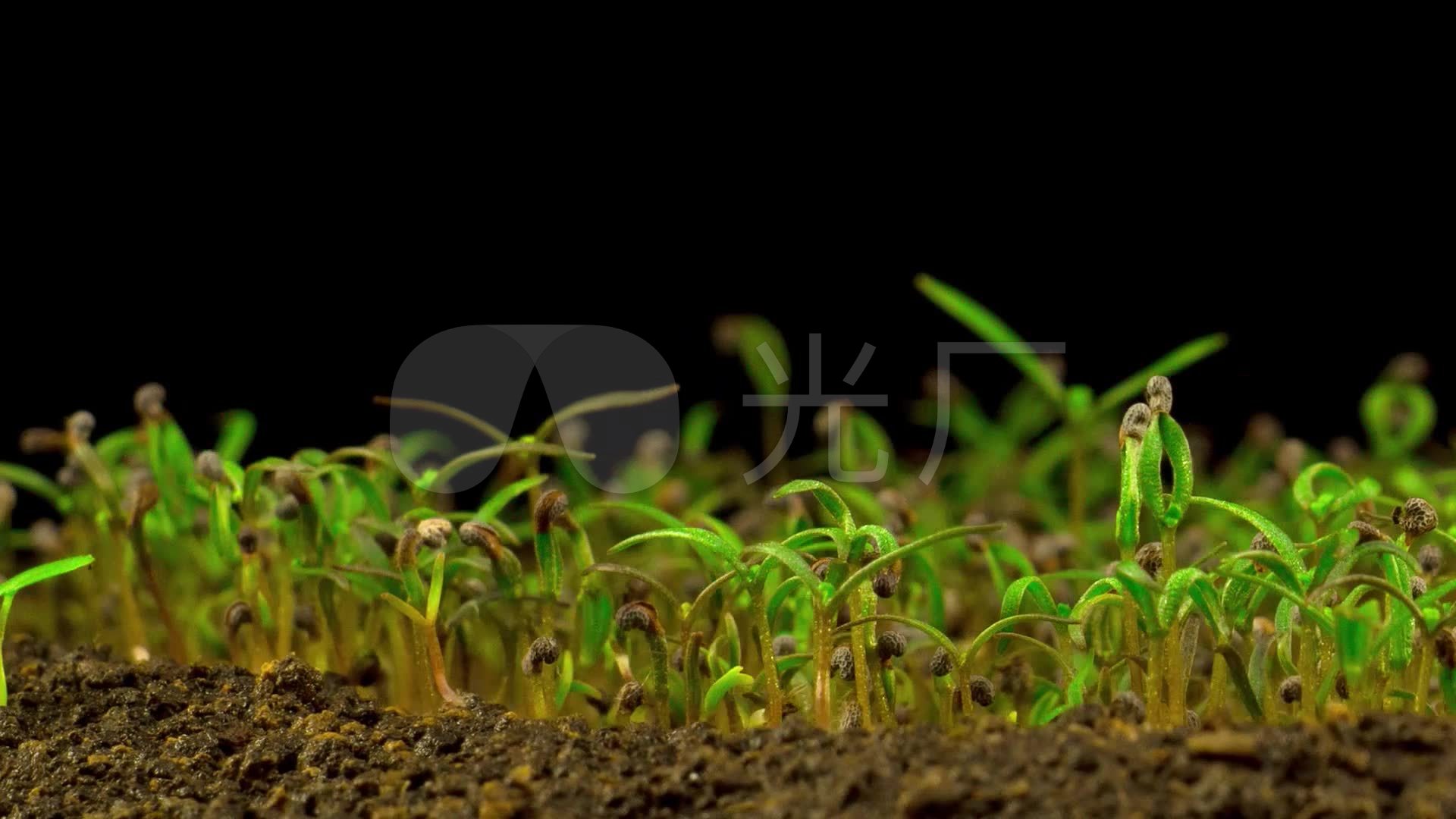 高清罂粟植物生长发芽破土而出动画