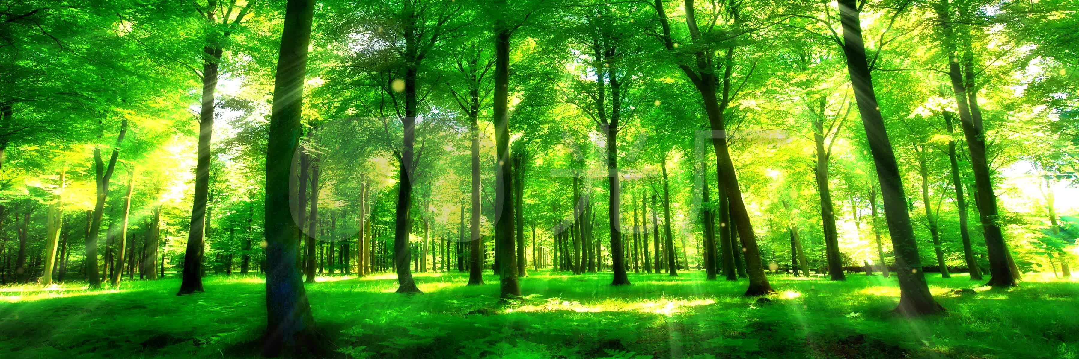 梦幻 森林节目背景 公园