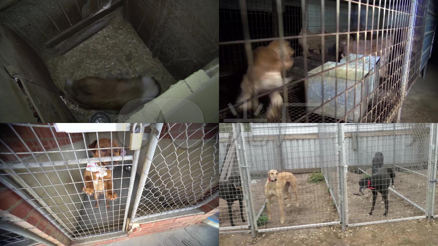 宠物狗养殖基地 养狗场