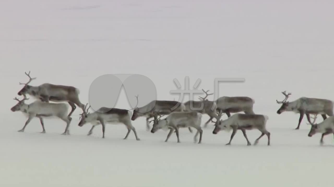 冬季雪地驯鹿迁徙