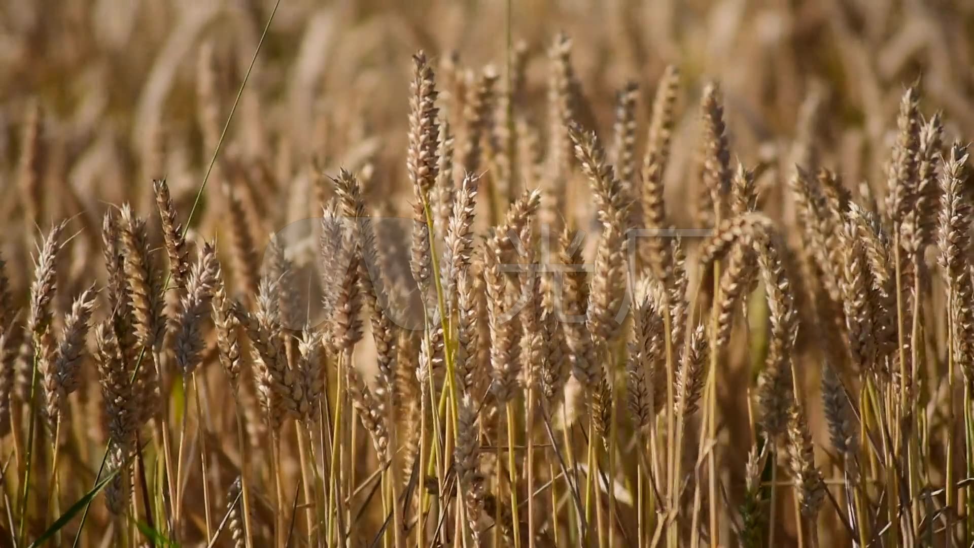 小麦和大麦有什么区别（两种麦子的8个不同点）