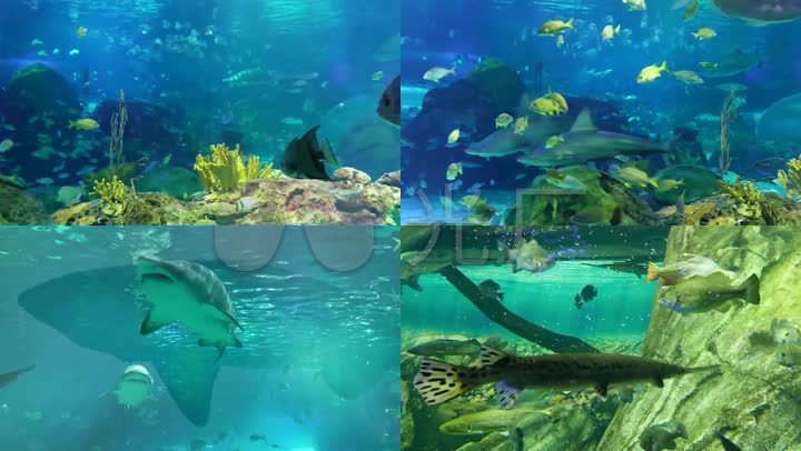 水族馆 海洋世界 海底世界 鱼