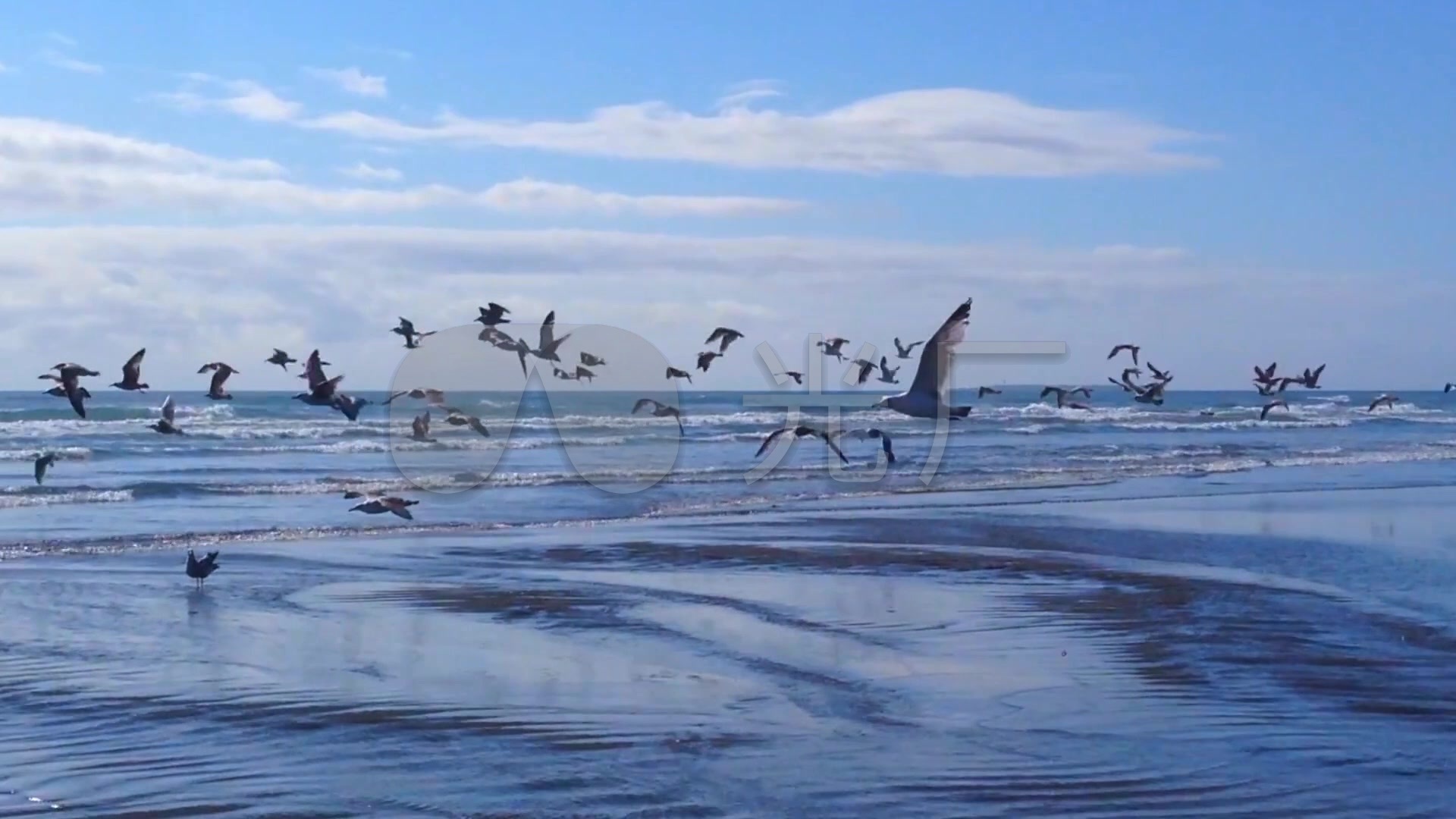 海鸥海燕候鸟湖泊大海