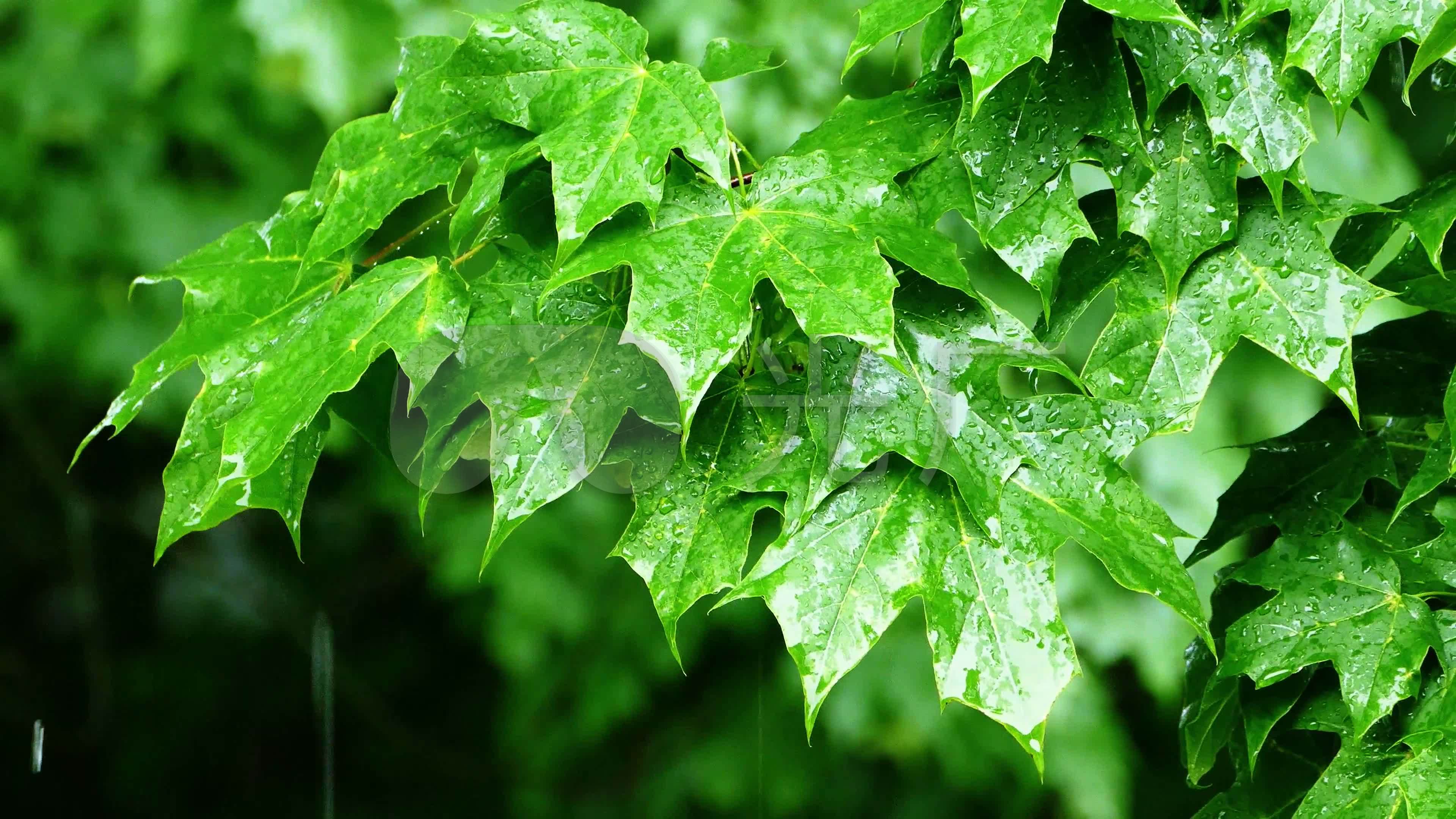 下雨植物,雨中植物,下雨叶子4k_3840x2160_高清视频