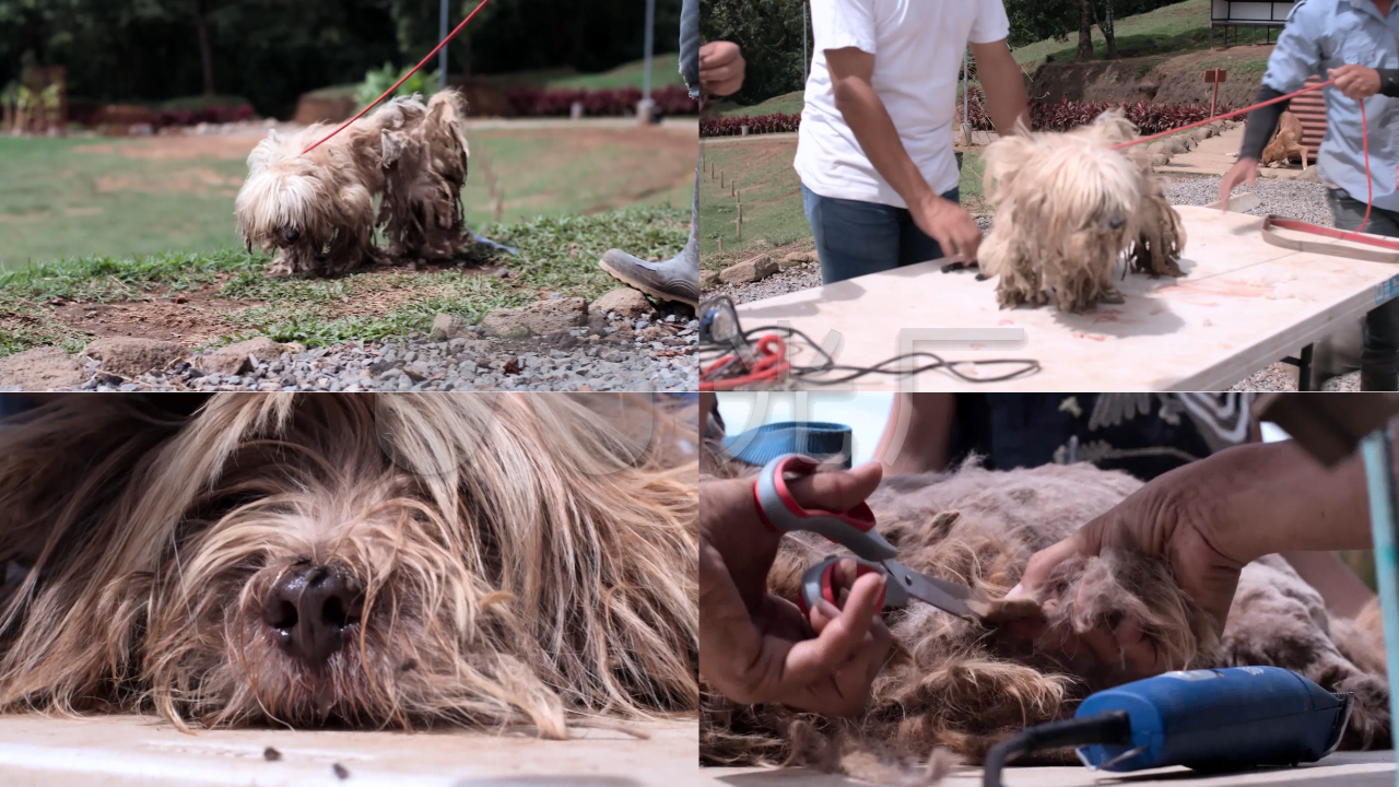(动物保护)脏兮兮的西施犬