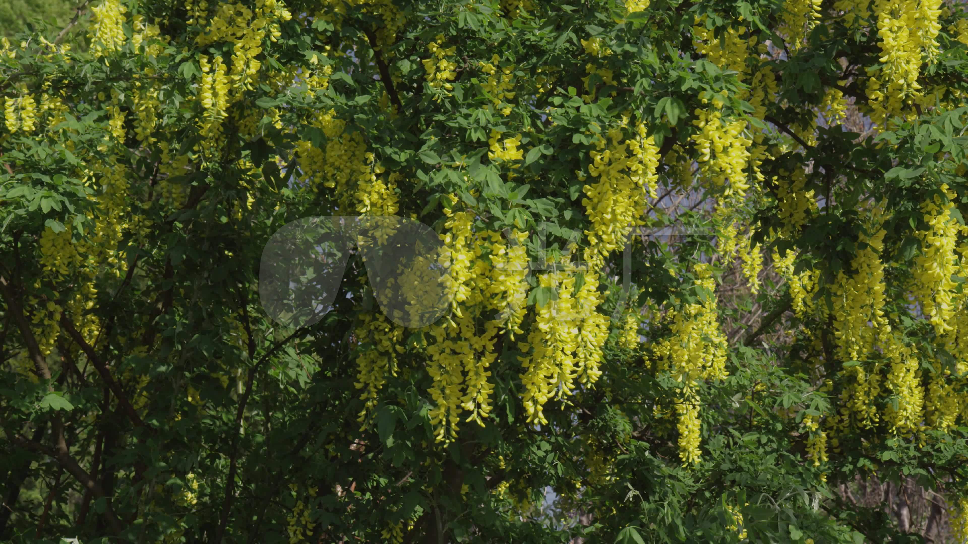 黄色紫藤花_3840x2160_高清视频素材下载(编号:3209117)_实拍视频_vj