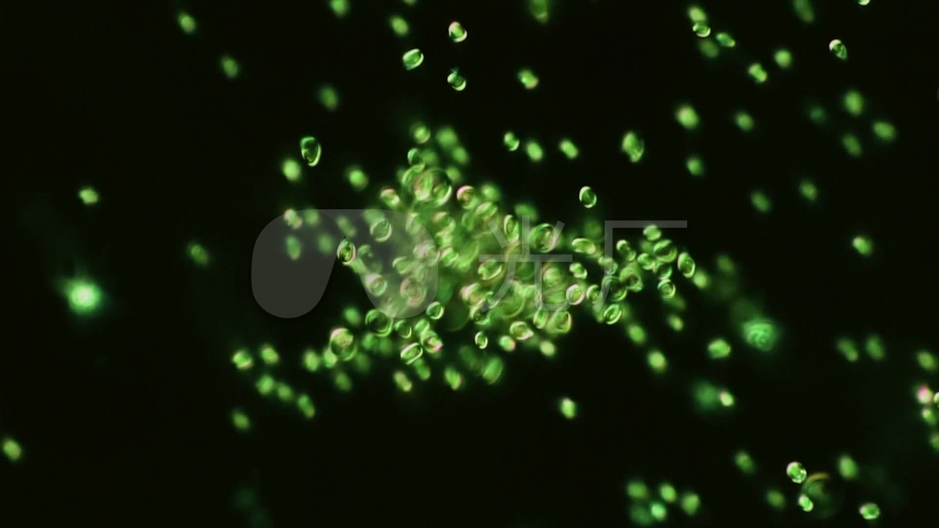 显微镜下的绿藻藻类浮游植物_水中微生物_1920x1080