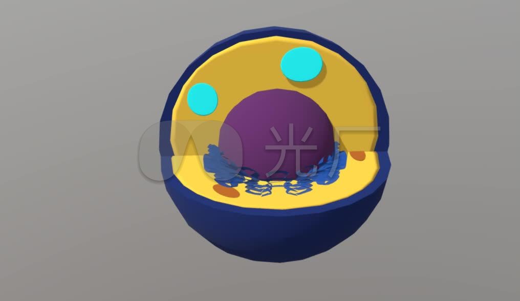 细胞核三维模型