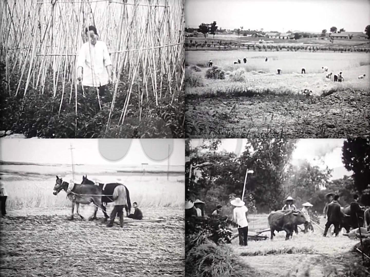 60年代农业生产种地插秧收割
