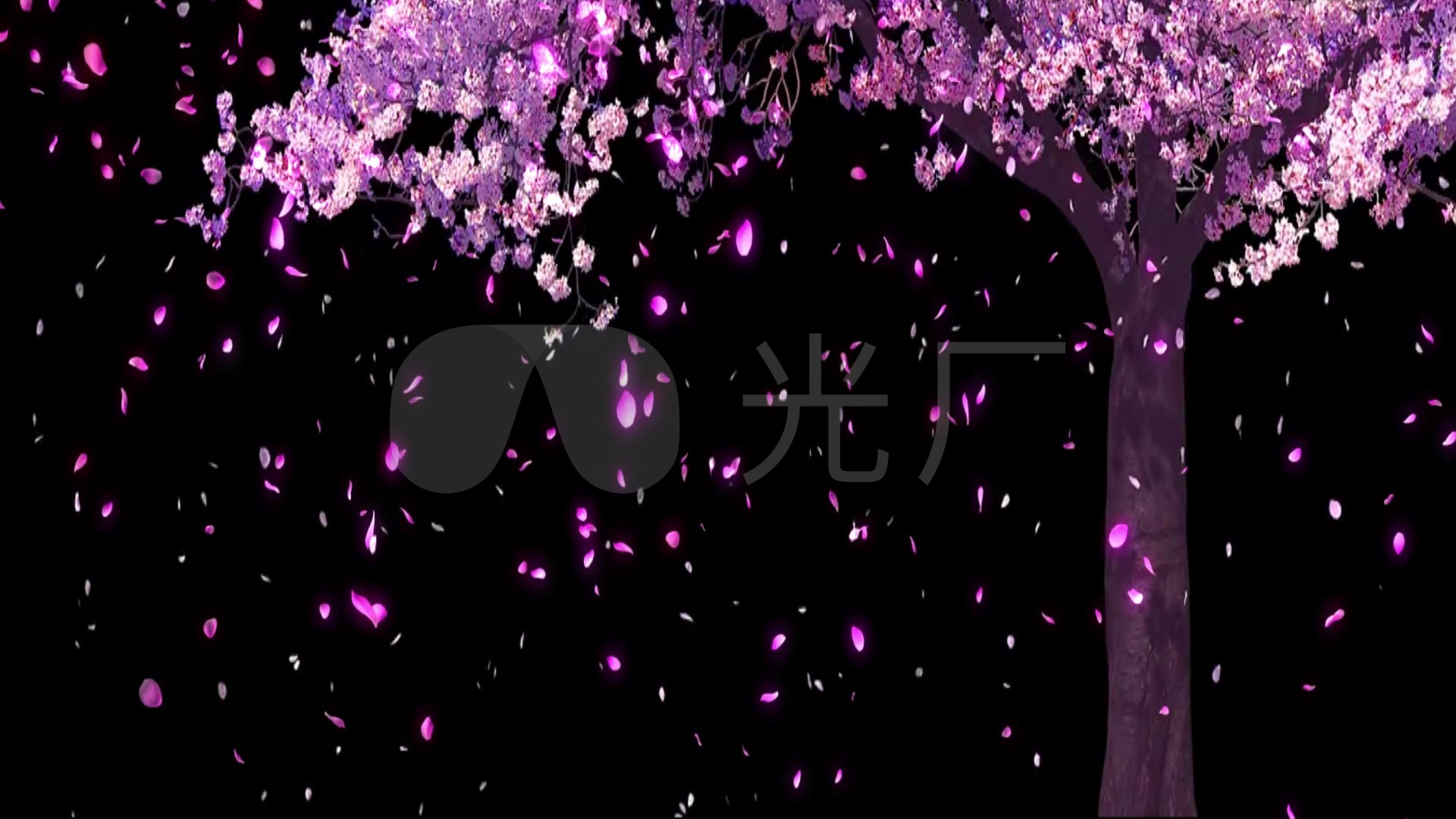 全息投影樱花树花落蝴蝶飞(带通道)