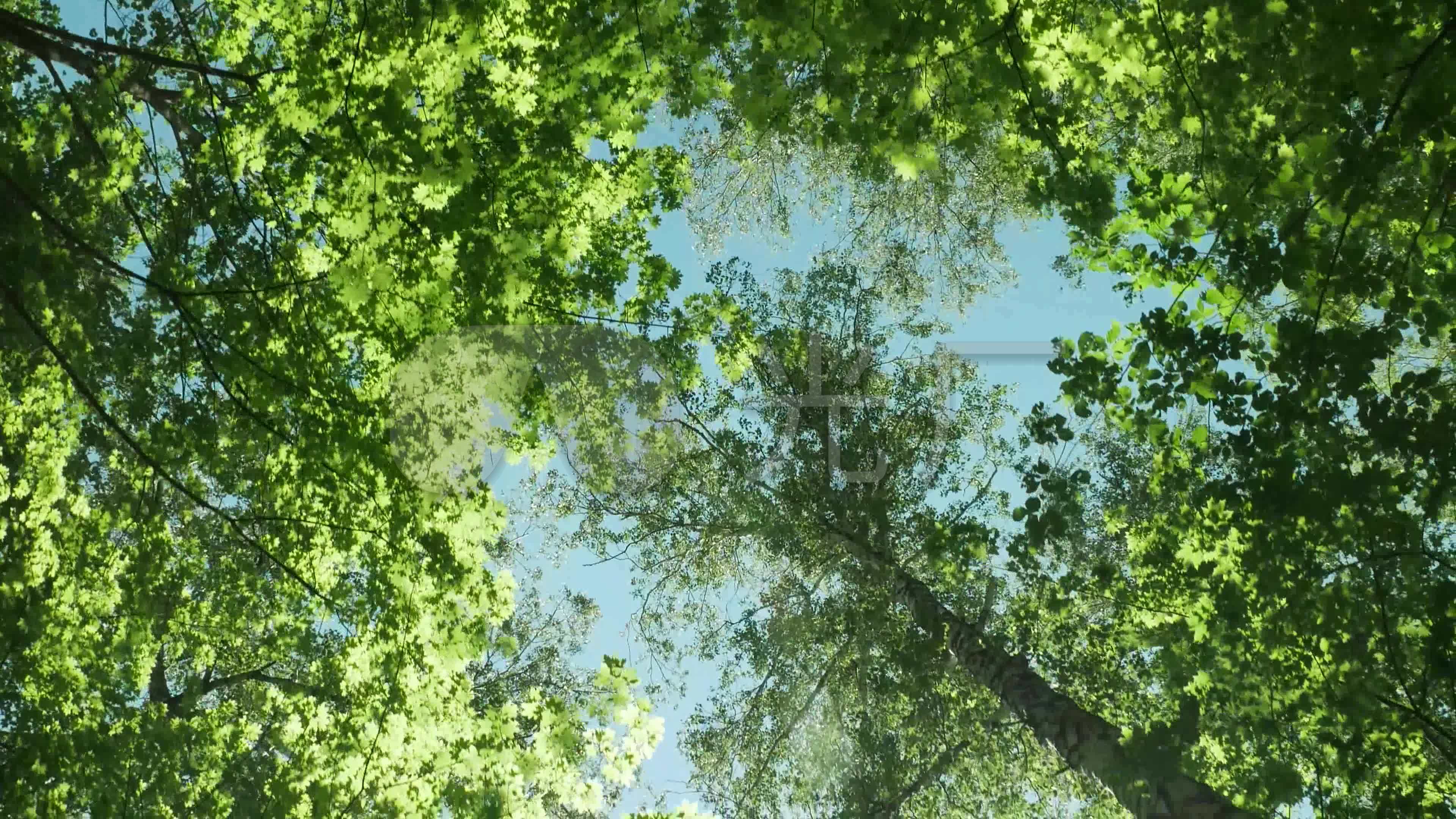 4k仰视森林天空,镜头向前进