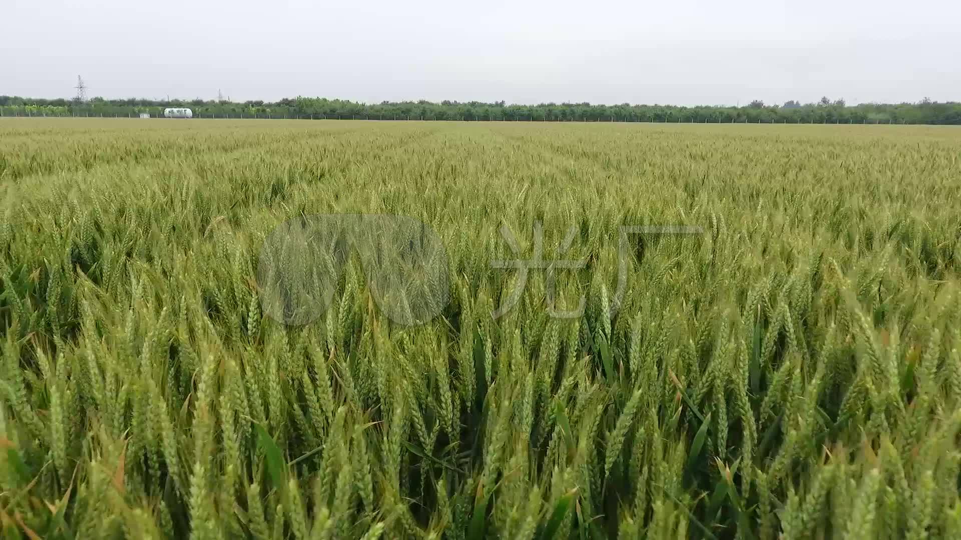 小麦田成熟期航拍