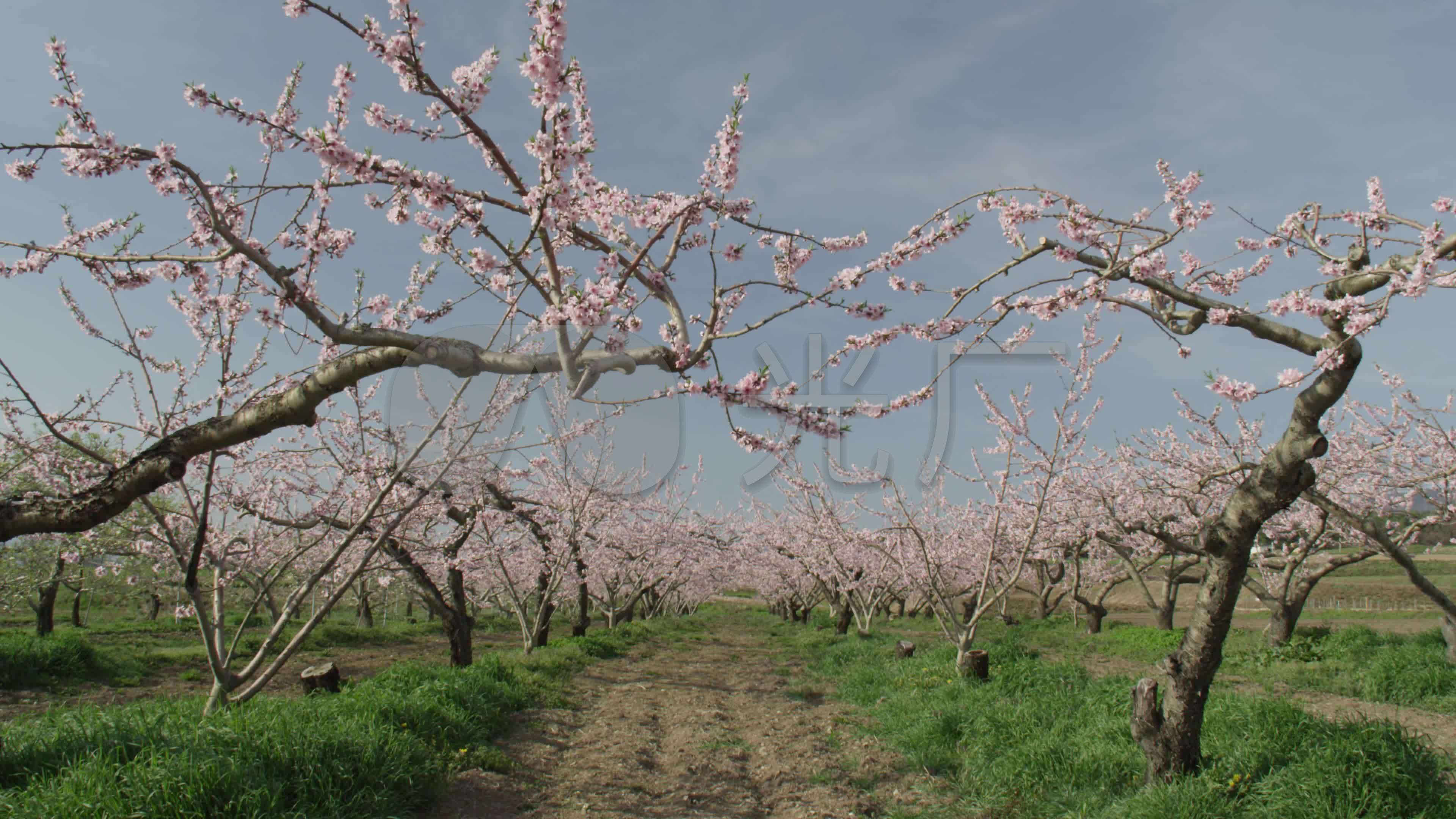 【4k】桃花树开花【实拍】_3840x2160_高清视频素材下载(编号:3240829