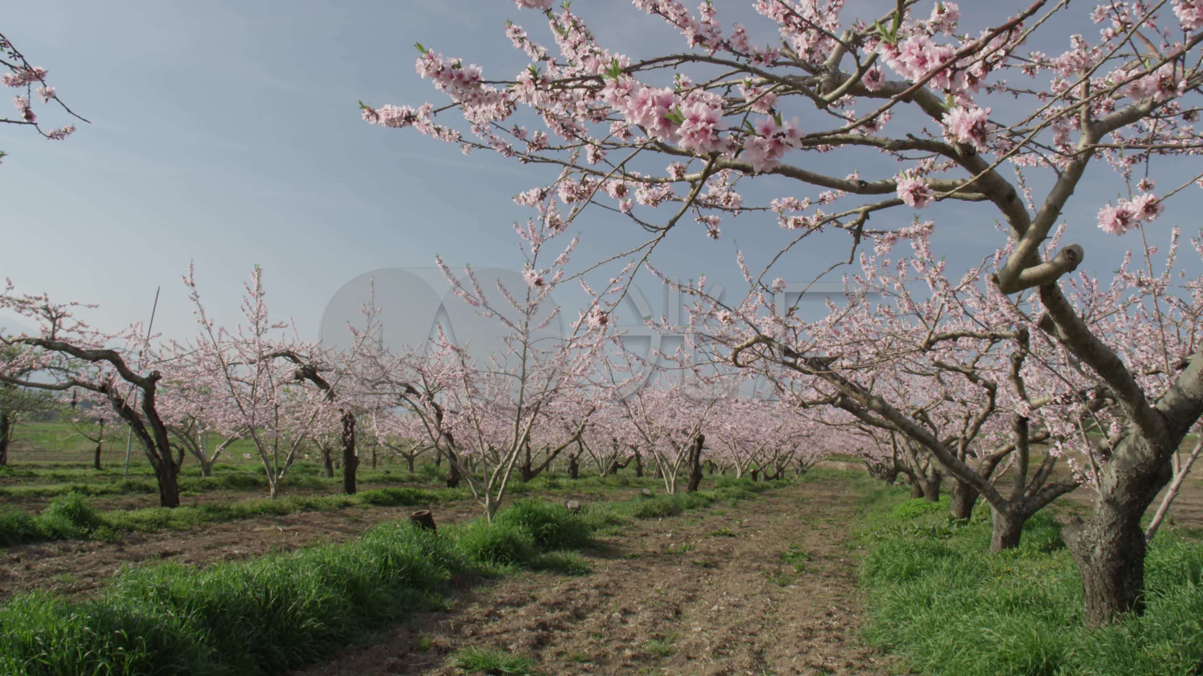 【4k】桃花树开花【实拍】_3840x2160_高清视频素材下载(编号:3240875