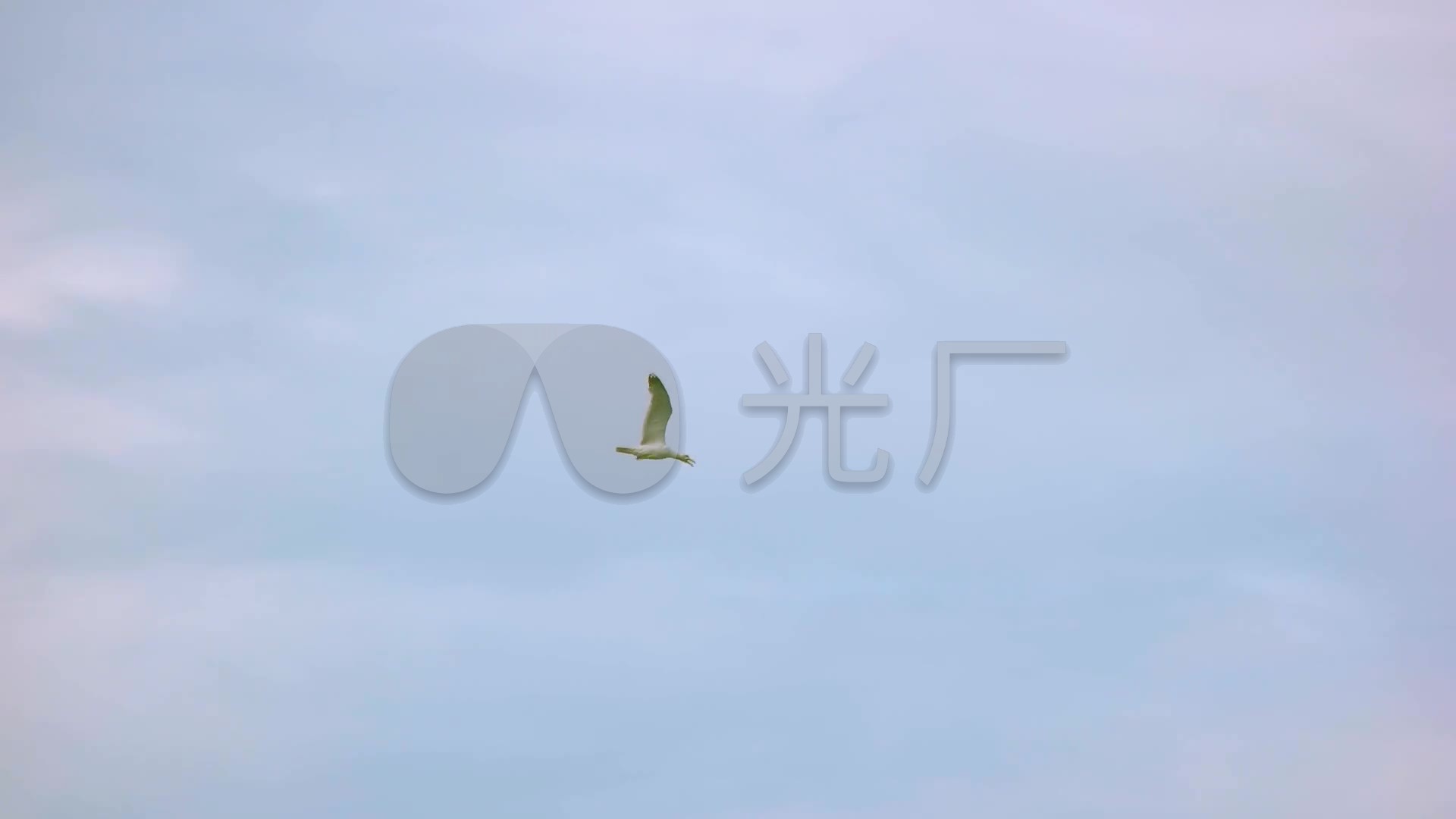 自由自在飞翔的鸟