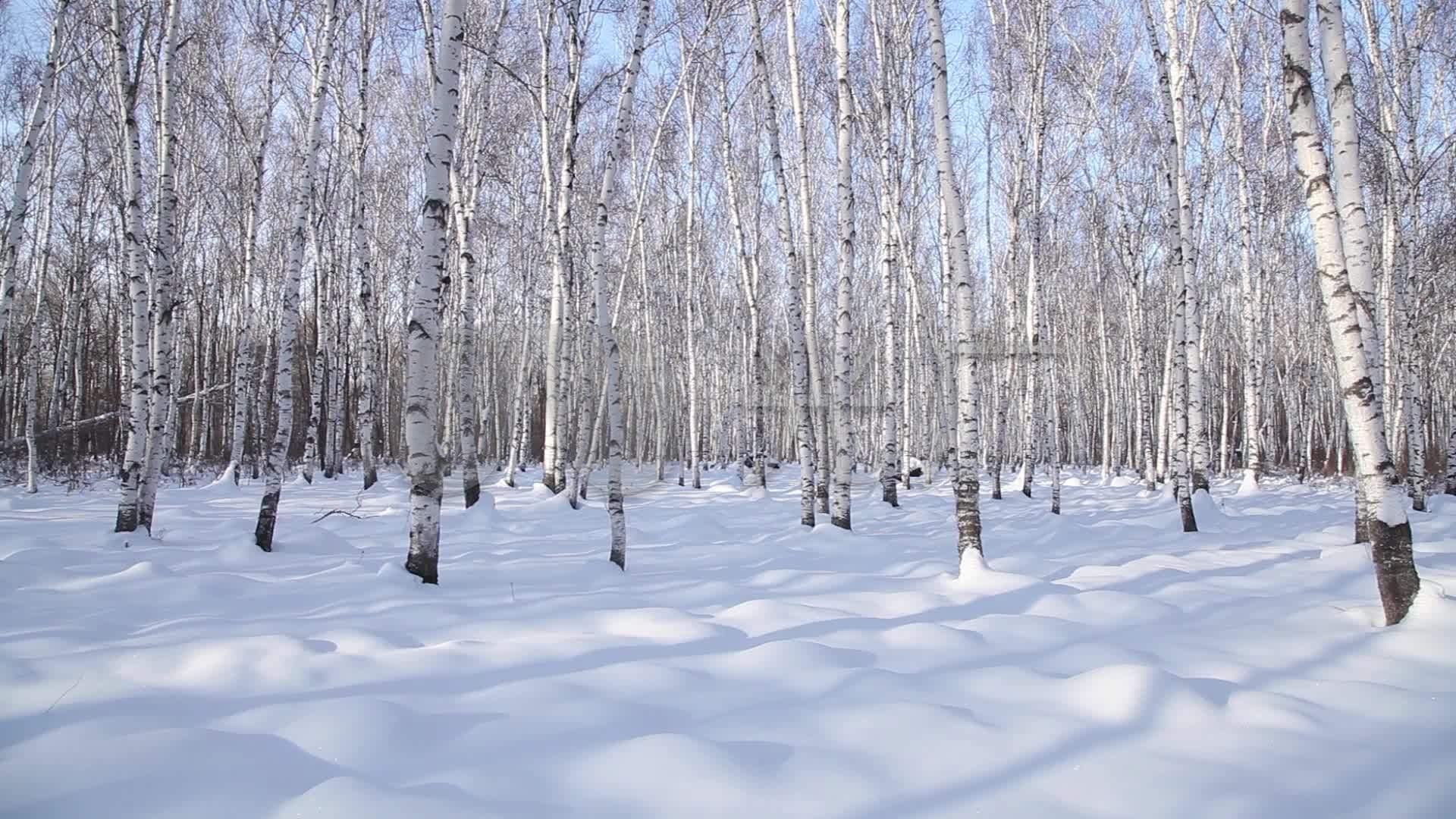 白桦林冬季北大荒雪景树林原创拍摄_1920x1080_高清