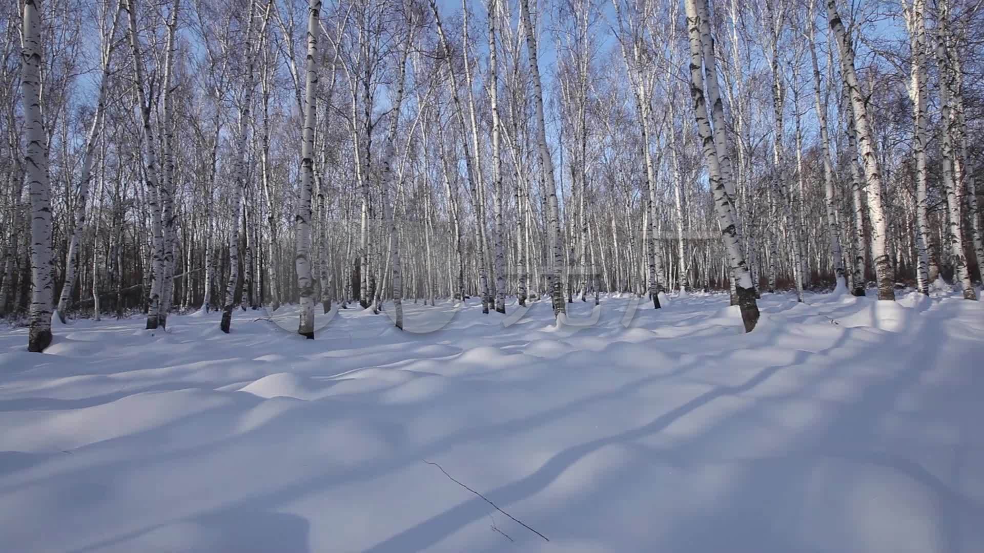 白桦林冬季北大荒雪景树林原创拍摄_1920x1080_高清