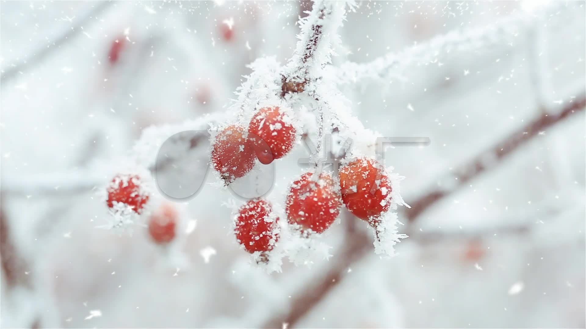 棠梨煎雪配乐成品_1920x1080_高清视频素材下载(编号