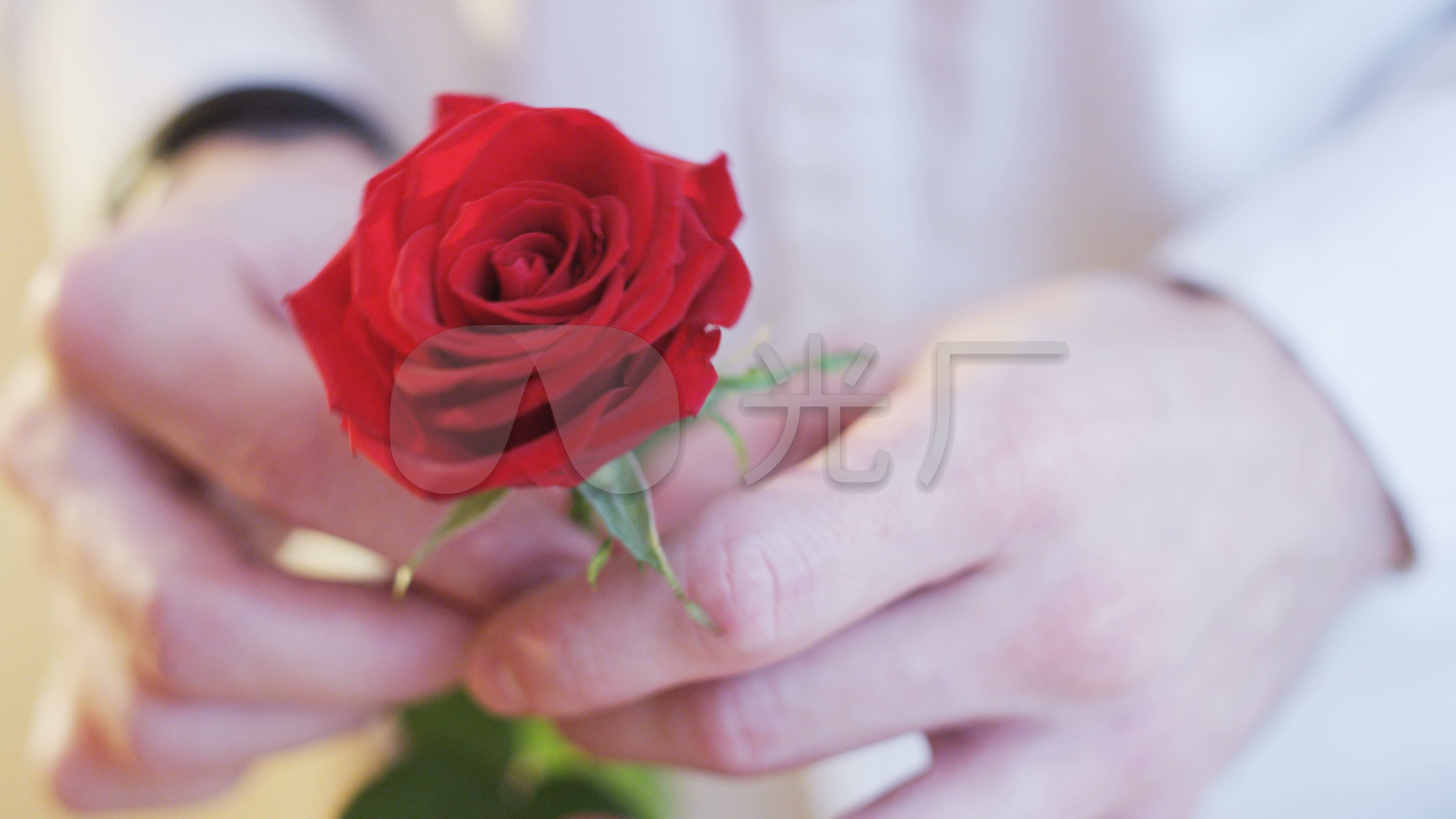 手拿玫瑰鲜花求婚表白_3840x2160_高清视频素材下载