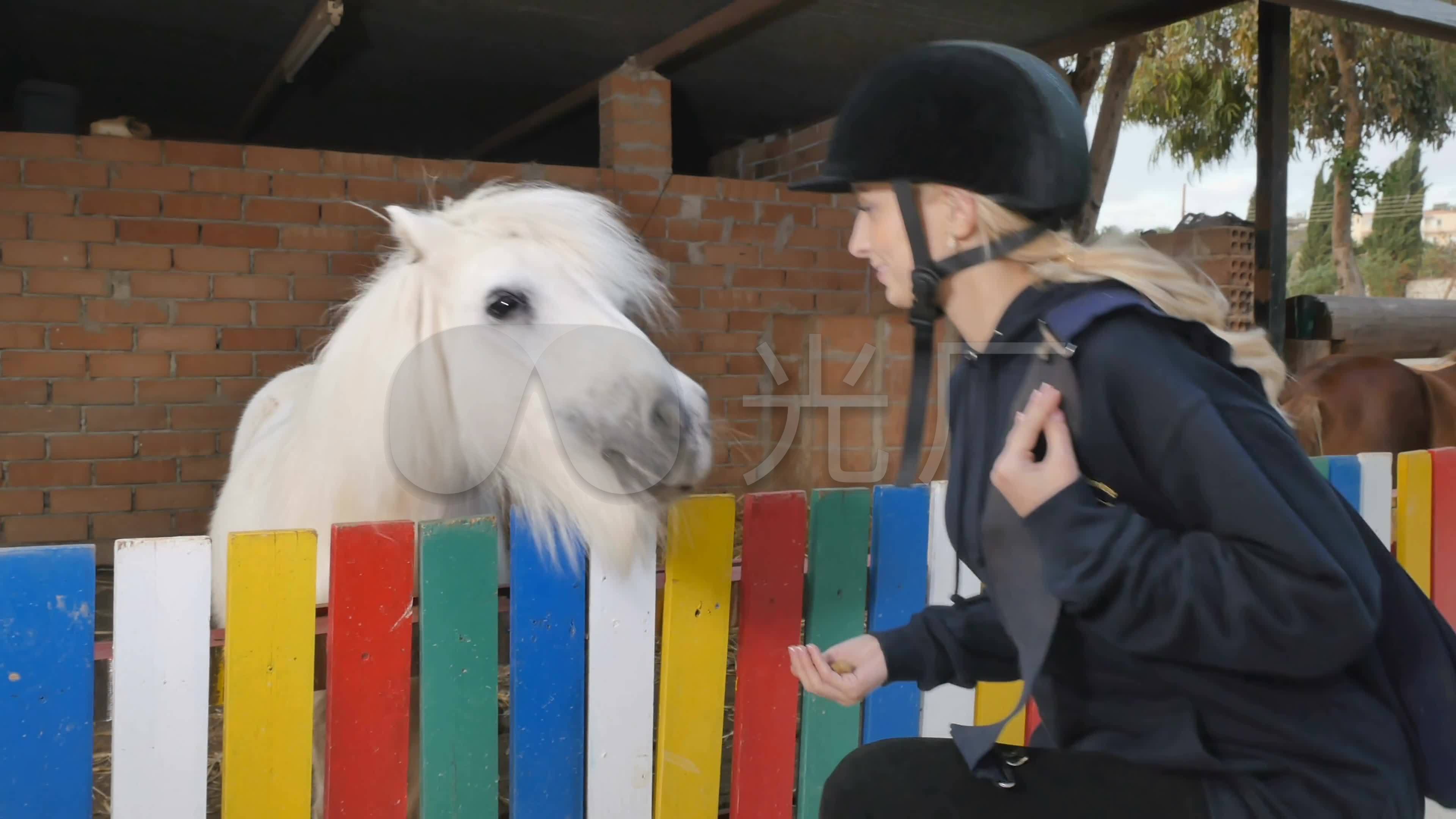 小马矮脚马pony微型马