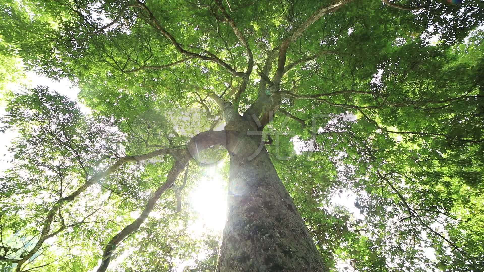 阳光下的大树,参天大树_1920x1080_高清视频素材下载