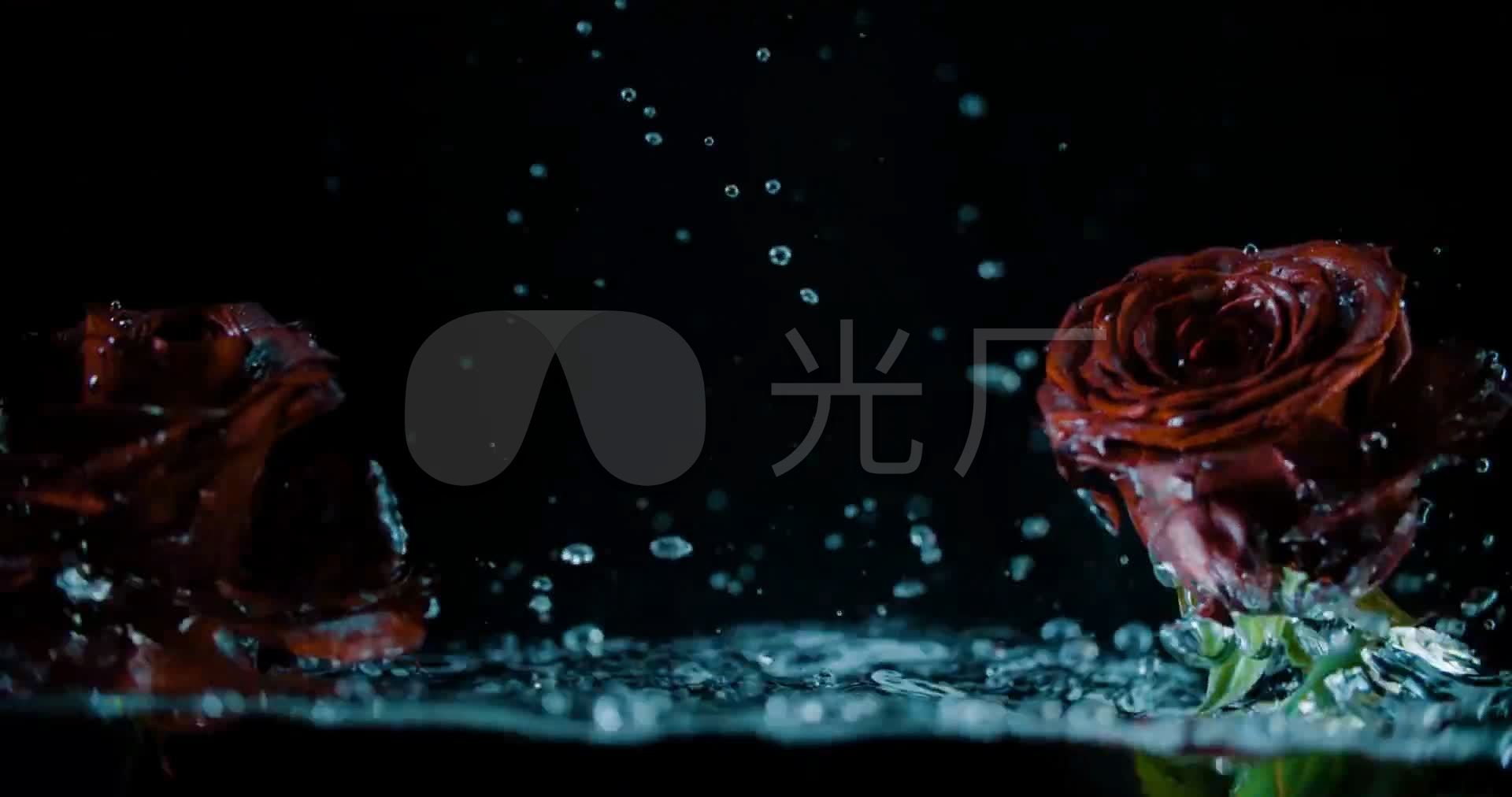玫瑰花失恋伤感抒情背景_1920x1012_高清视频素材下载