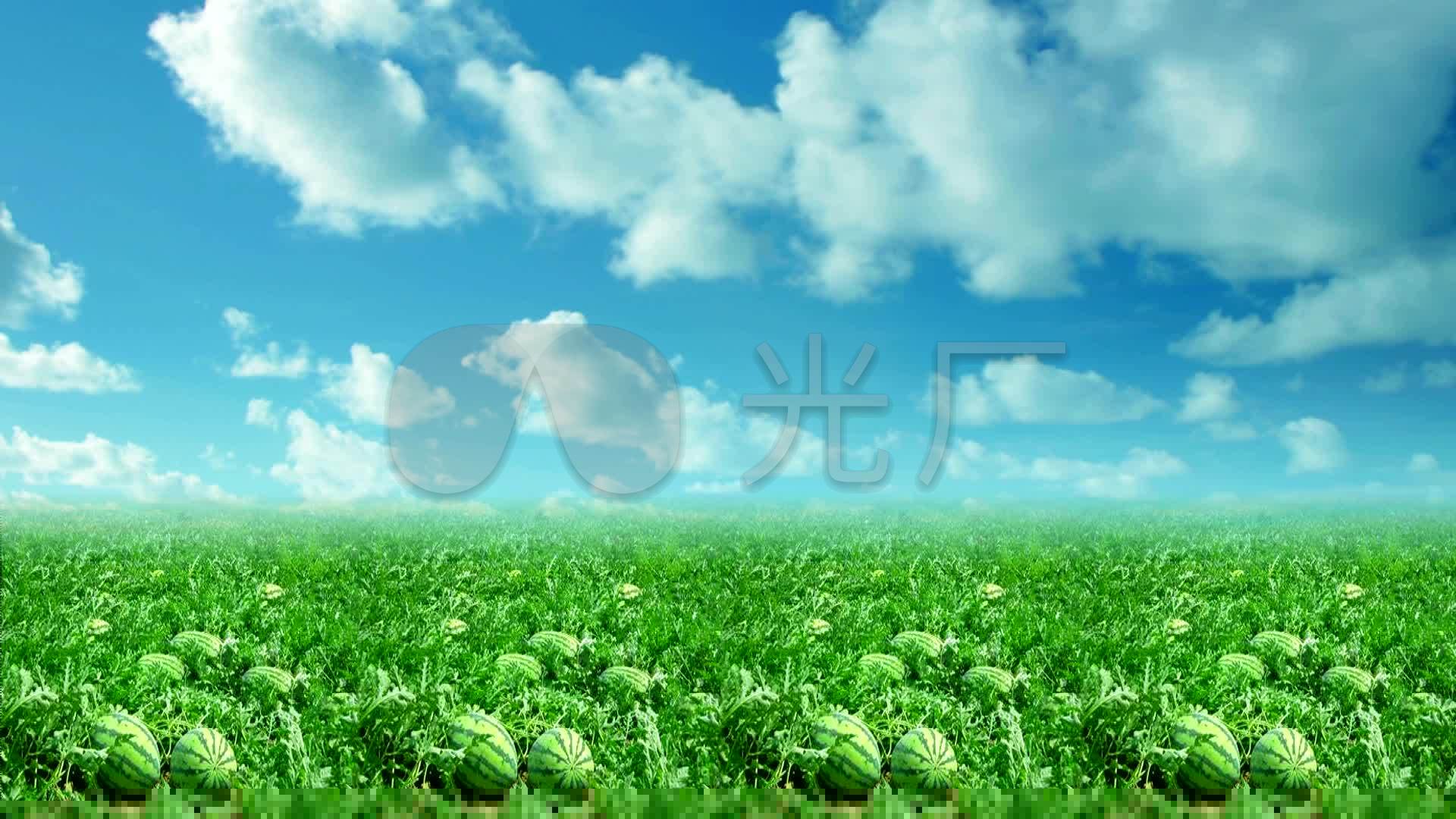 西瓜地_1920x1080_高清视频素材下载(编号:3264633)