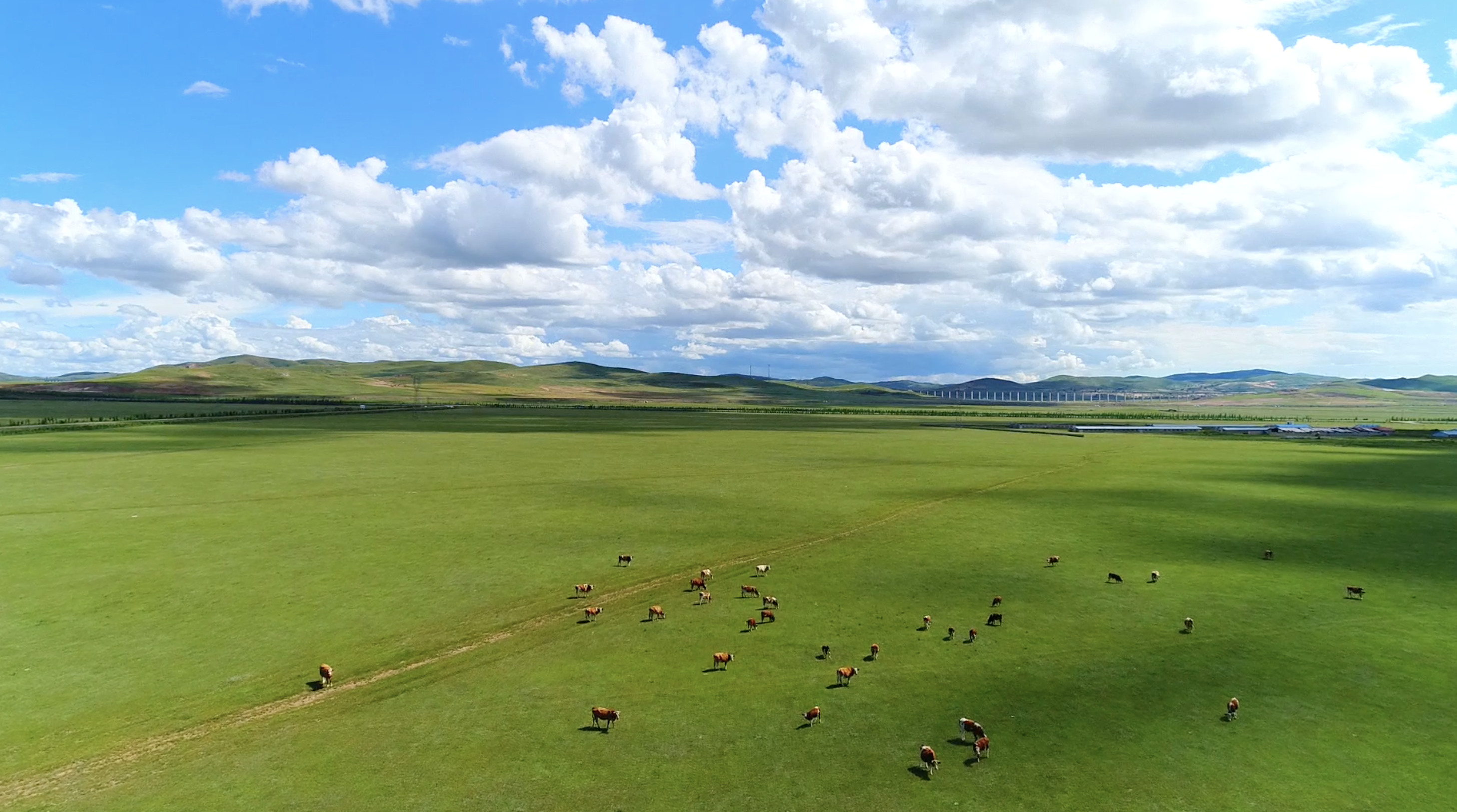 内蒙古大草原美景牛羊马群日落日出延时