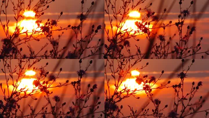夕阳西下 夕阳 日落 日落西山 太阳 落日 余晖 余晖 4k 野花 唯美