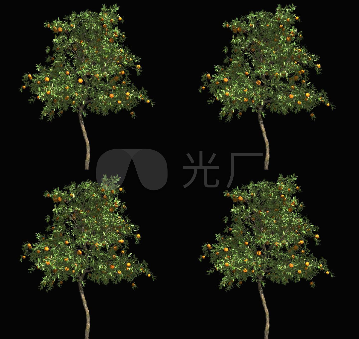 树木摇曳动画带通道-柿子树_1143x1080_高清视频素材