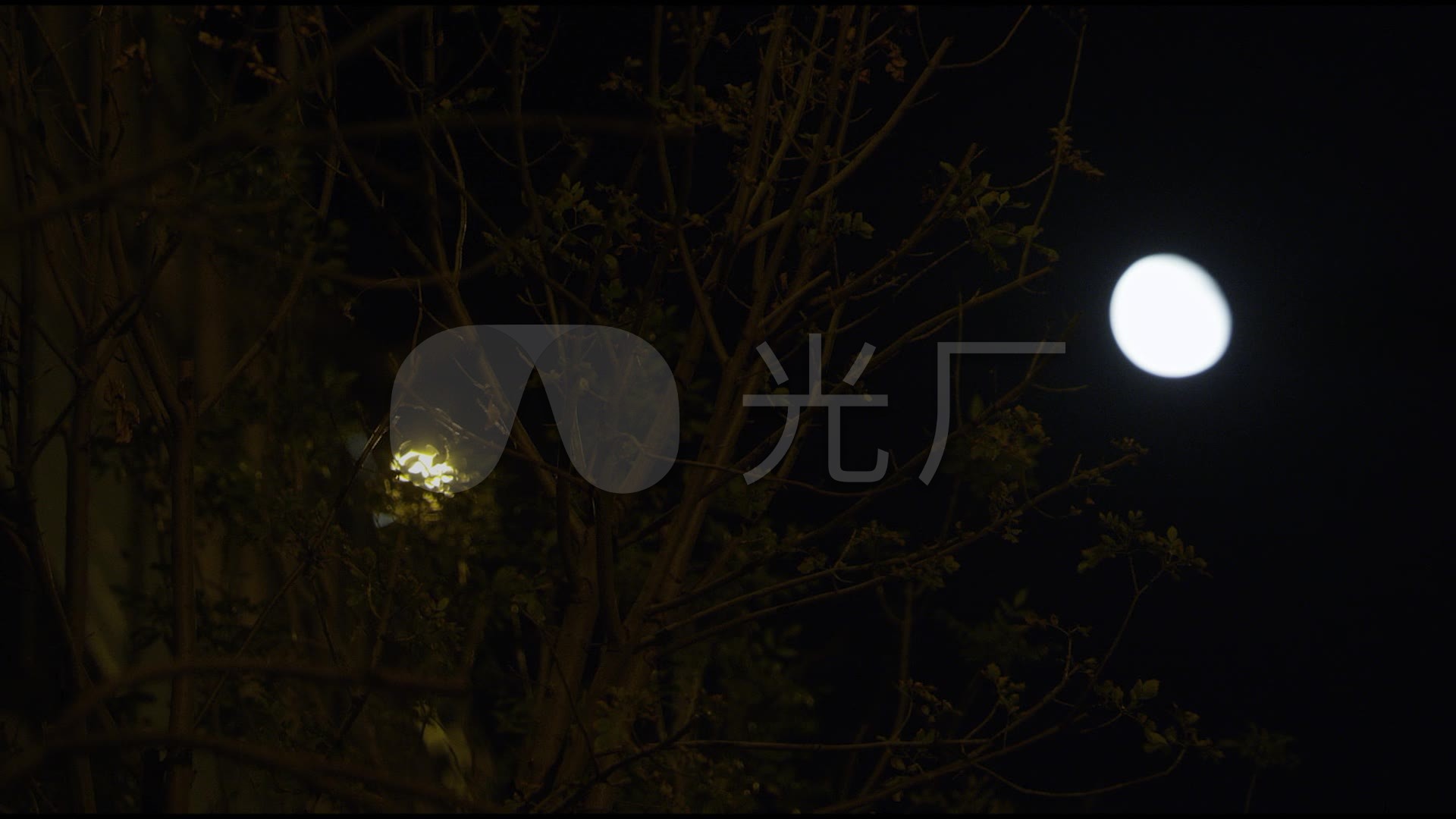 夜晚路灯树影月光秋风萧瑟_1920x1080_高清视频素材