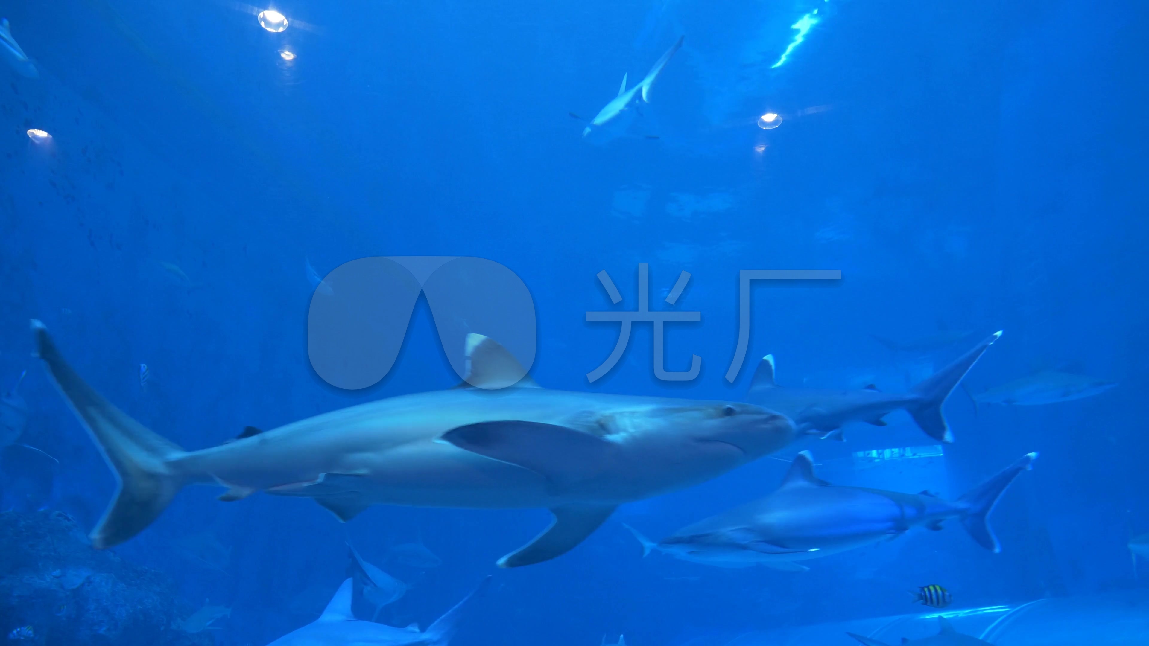 鲨鱼水族馆鱼群水族馆鱼缸