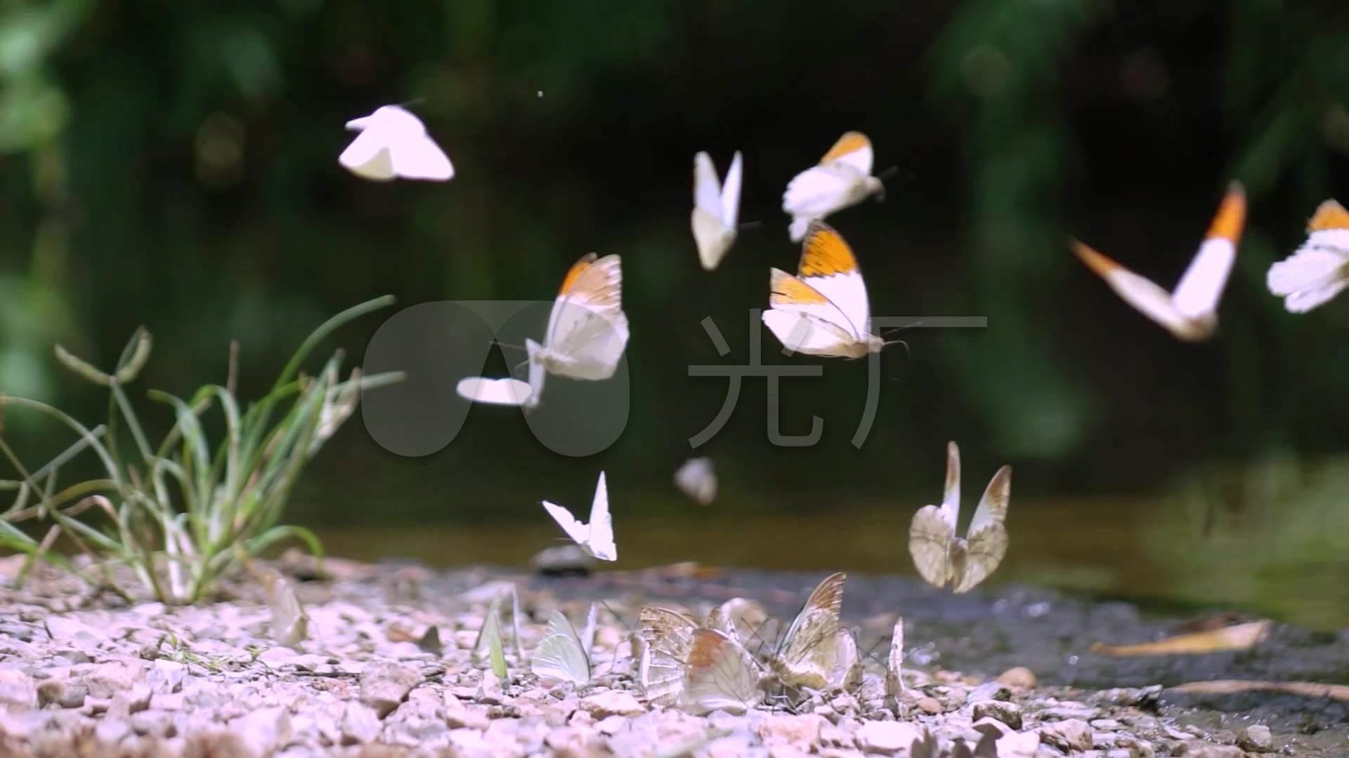 春节蝴蝶飞舞浪漫唯美风景