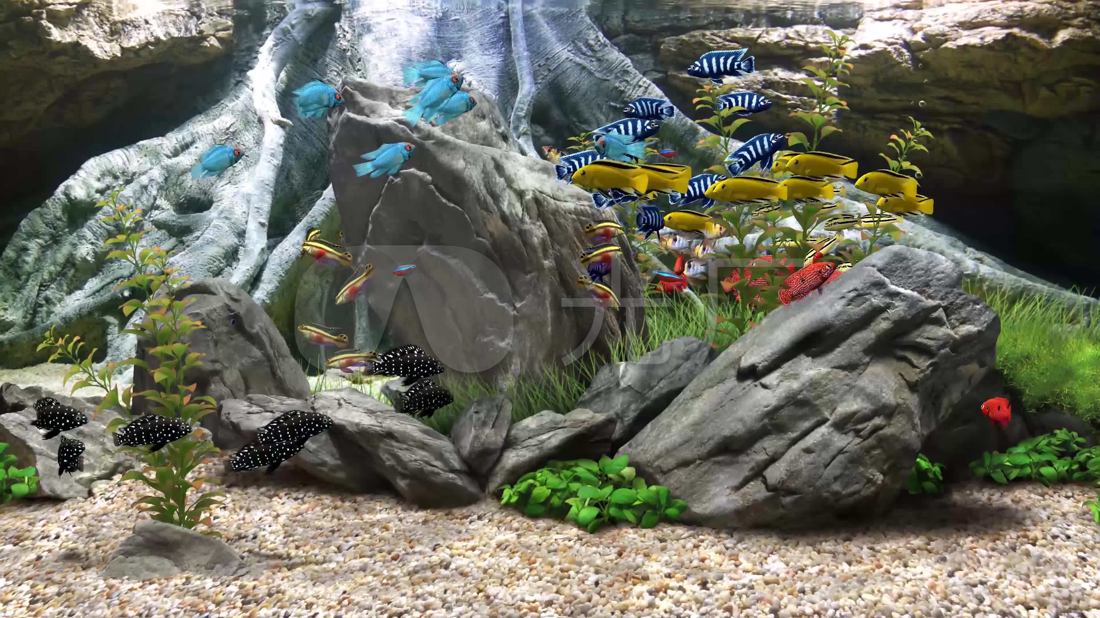 4k3d水族馆海底世界热带鱼鱼缸观赏鱼