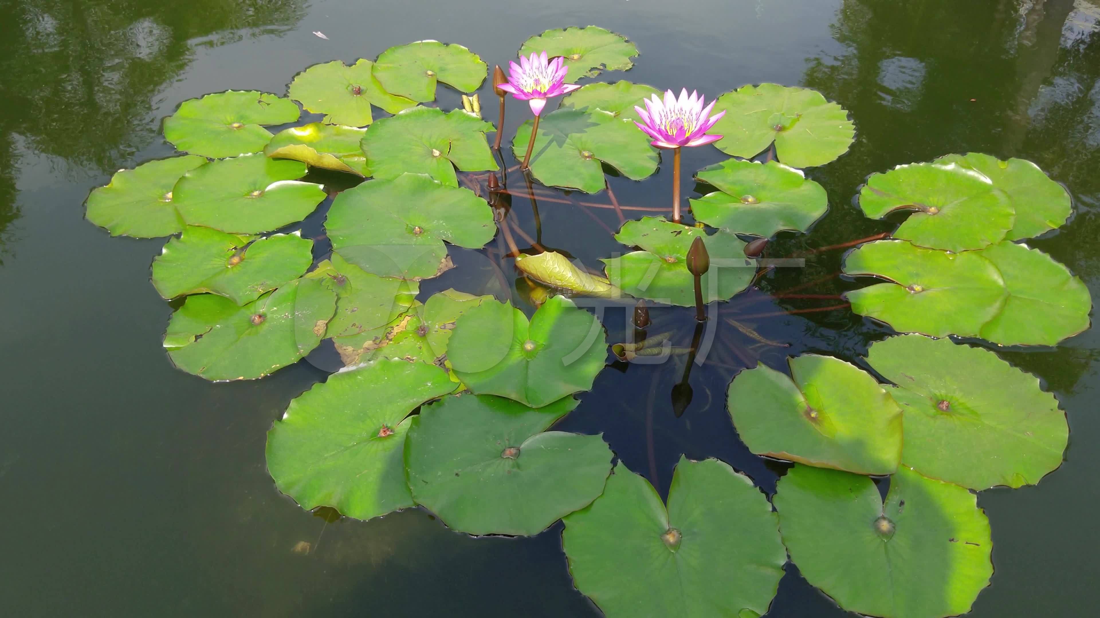 莲花塘的蛙声_3840x2160_高清视频素材下载(编号:)