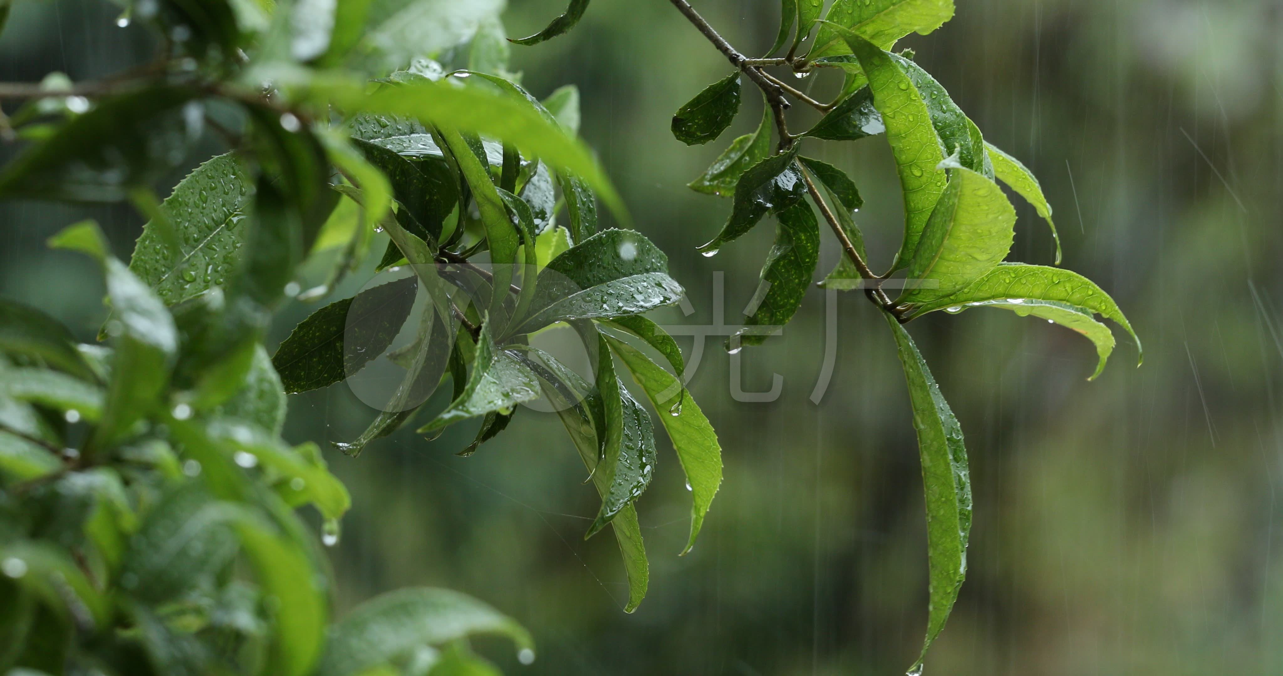 4k大雨中的树木树叶