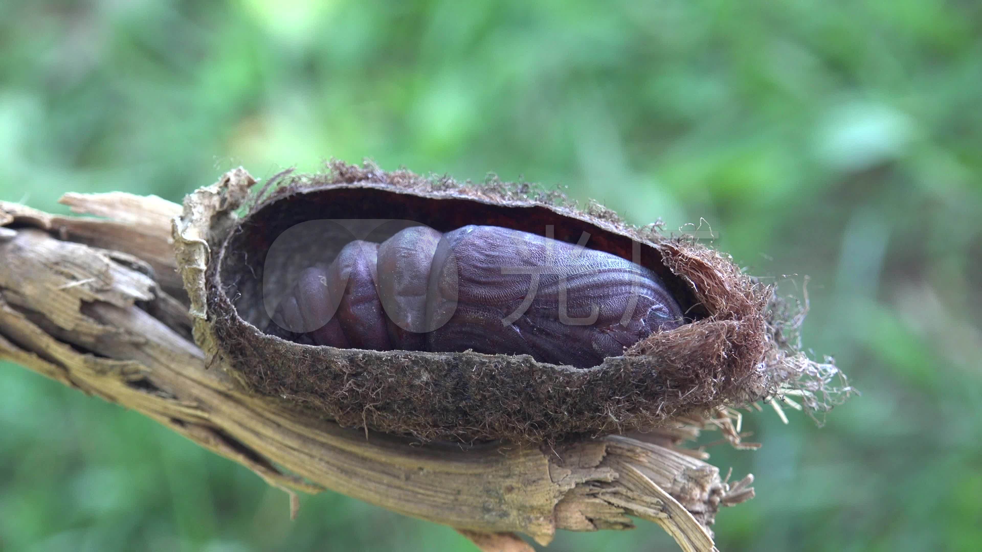 蚕茧昆虫化茧蝴蝶_3840x2160_高清视频素材下载(编号