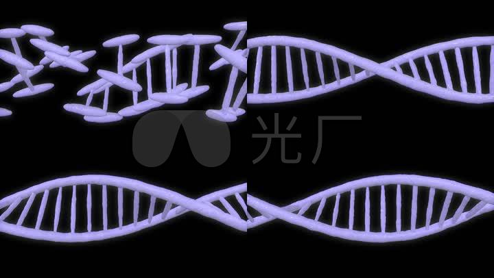 dna生物链条